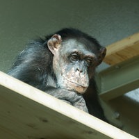 Der westafrikanische Schimpanse Bally im Krefelder Zoo