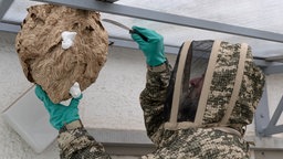 Ein Mann entfernt das Nest eines Hornissenschwarms