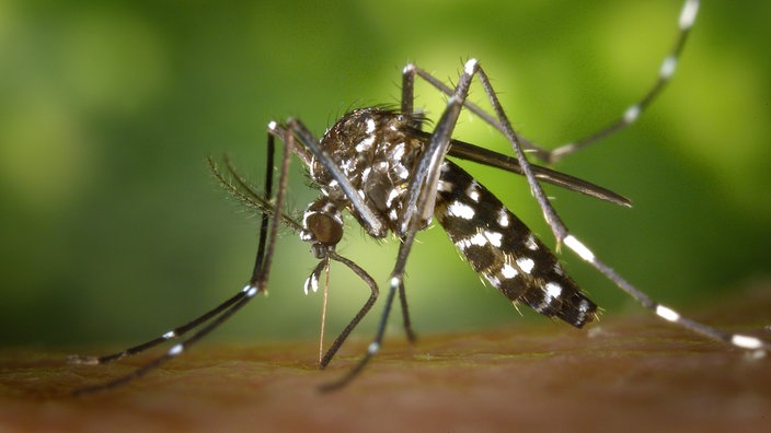 Asiatische Tigermücke