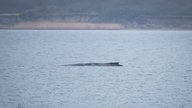 Wismar: Der Buckelwal liegt in der Wismarer Bucht