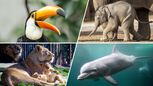 Collage mit Tieren: Löwe, Delfin, Elephant, Toucan