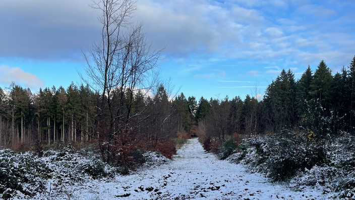Schneebedeckte Landschaft mit Nadelbäumen in der Ferne, darüber leicht bewölkter blauer Himmel