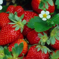 Gartenerdbeeren