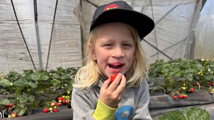 Kindergartenkind Pelleas isst eine Erdbeere