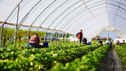 Erntehelferinnen pflücken Erdbeeren von einem Feld unter einem Folientunnel