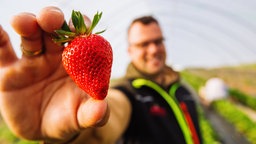 Obstbaumeister Dominic Ell hält eine Erdbeere in der Hand