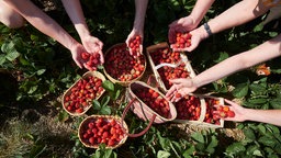 Erdbeeren in verschiedenen Behältern auf einem Feld zum Selber Pflücken