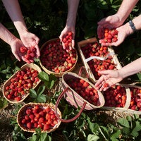 Erdbeeren in verschiedenen Behältern auf einem Feld zum Selber Pflücken
