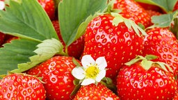 Erdbeeren mit Blüten und Blättern