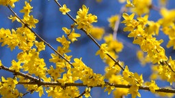 Die gelben Blüten der Forsythien stehen in voller Pracht.