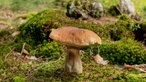 Fichten-Steinpilz mitten im Wald 