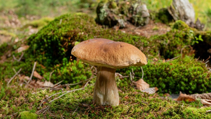 Fichten-Steinpilz mitten im Wald 