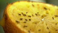 Fruchtfliegen auf einer halben, aufgeschnittenen Orange