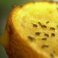 Fruchtfliegen auf einer halben, aufgeschnittenen Orange