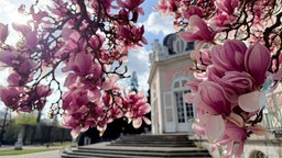  Ein Magnolienbaum blüht bei Sonnenschein und etwas Wolken vor dem Schloss Benrath im Schlosspark Benrath in Düsseldorf. Meteorologen rechnen in dieser Woche mit viel Sonnenschein in Nordrhein-Westfalen.