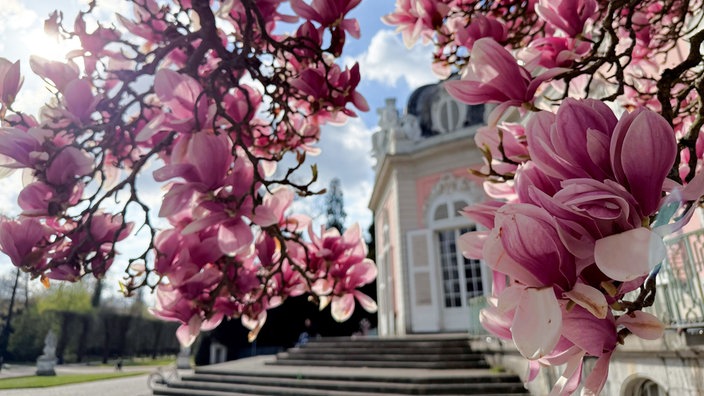 Ein Magnolienbaum blüht bei Sonnenschein und etwas Wolken vor dem Schloss Benrath im Schlosspark Benrath in Düsseldorf. Meteorologen rechnen in dieser Woche mit viel Sonnenschein in Nordrhein-Westfalen.