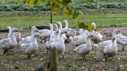Gänse laufen auf einem Biohof über die Weide