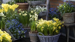 Das Bild zeigt lauter Frühlingsblumen auf einem Balkon.