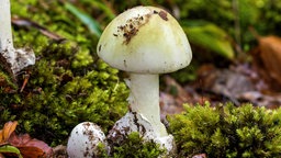 Grüner Knollenblätterpilz