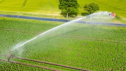 Luftaufnahme mit einer Drohne: Wassersprenger bewässert Feld