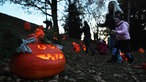 Geschnitze und erleutete Kürbisse im Wald 