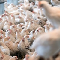 Vier Wochen alte Bruderhähne, die männlichen Geschwister der Legehennen, in einem Stall 