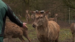 Ein Hirsch blickt auf die Hand eines Pflegers