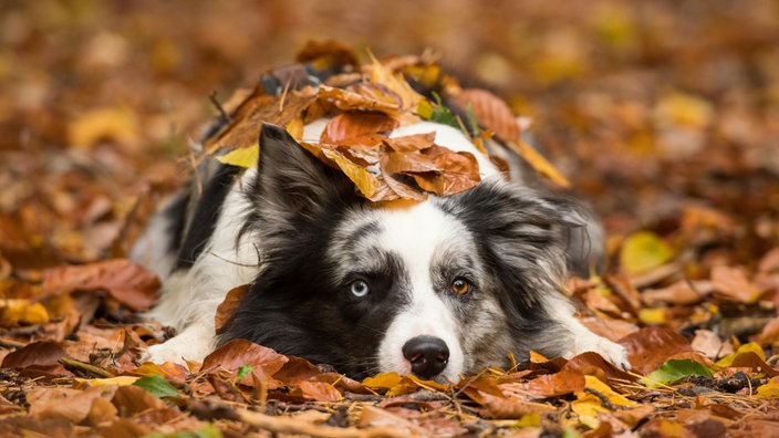 Hund liegt unter einem Haufen Laub