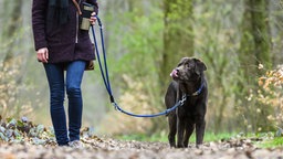 Hund an der Leine auf Waldweg