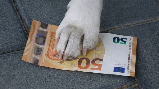 Die Pfote eines Hundes steht auf einem Geldschein