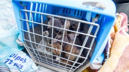 Hundewelpe sitzt in einem Transportbehälter