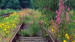 stillgelegte Bahngleise
