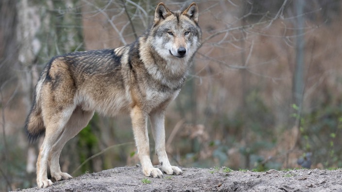 Ein Wolf im Wald