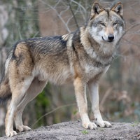 Ein Wolf im Wald