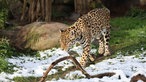 Der Jaguar im Krefelder Zoo läuft durch sein schneebedecktes Gehege