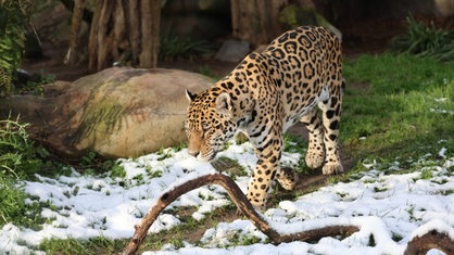 Der Jaguar im Krefelder Zoo läuft durch sein schneebedecktes Gehege