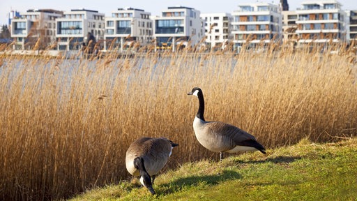 Zwei Kanadagänse am Ufer des Phoenix-Sees in Dortmund