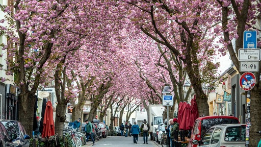 Kirschblüte in der Bonner Altstadt