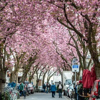 Kirschblüte in der Bonner Altstadt