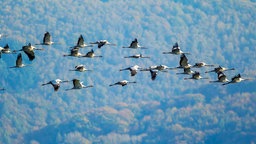 Kraniche fliegen über Gevelsberg