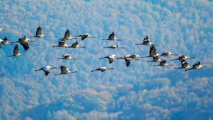 Kraniche fliegen über Gevelsberg