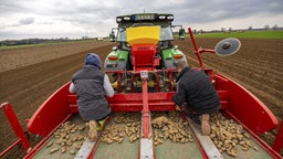 Frühkartoffeln werden mit einer Legemaschine in den Boden des Ackers gelegt,