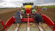 Frühkartoffeln werden mit einer Legemaschine in den Boden des Ackers gelegt,
