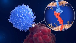 Modell eines Checkpoints: Bremse des Immunsystems zwischen Zellen