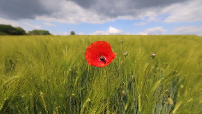 Mohnblume auf Feld