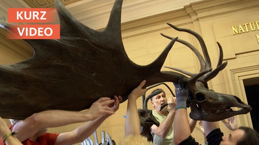 Skelett von einem Riesenhirsch wird abgebaut