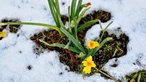 Zwischen dem Schnee wachsen Osterglöckchen aus dem Boden heraus