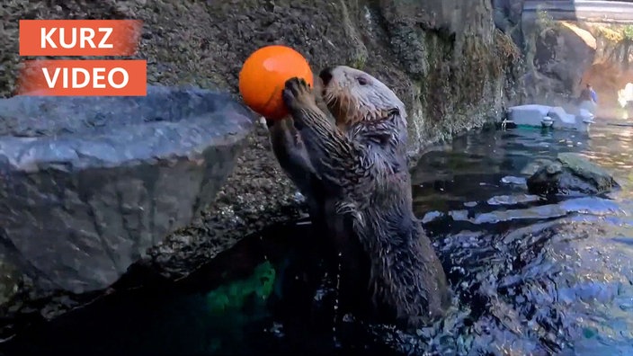 Sportliche Otter spielen Basketball im Zoo