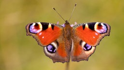 Schmetterling Pfauenauge