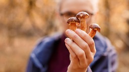 Pilze werden in der Hand gehalten 